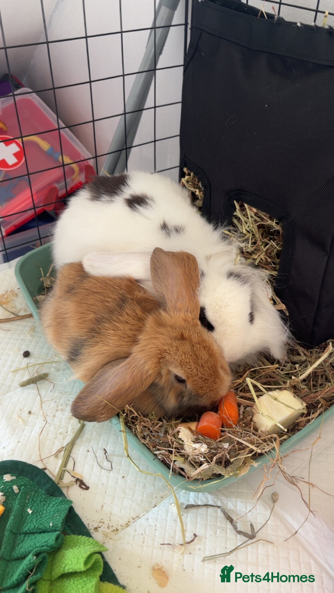 Mini Lop rabbits 2 female rabbits for sale  - Advert 1