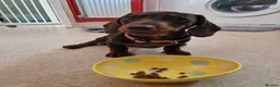 Miniature Dachshund dogs for sale: Only 1 female puppy left now  - Advert 6