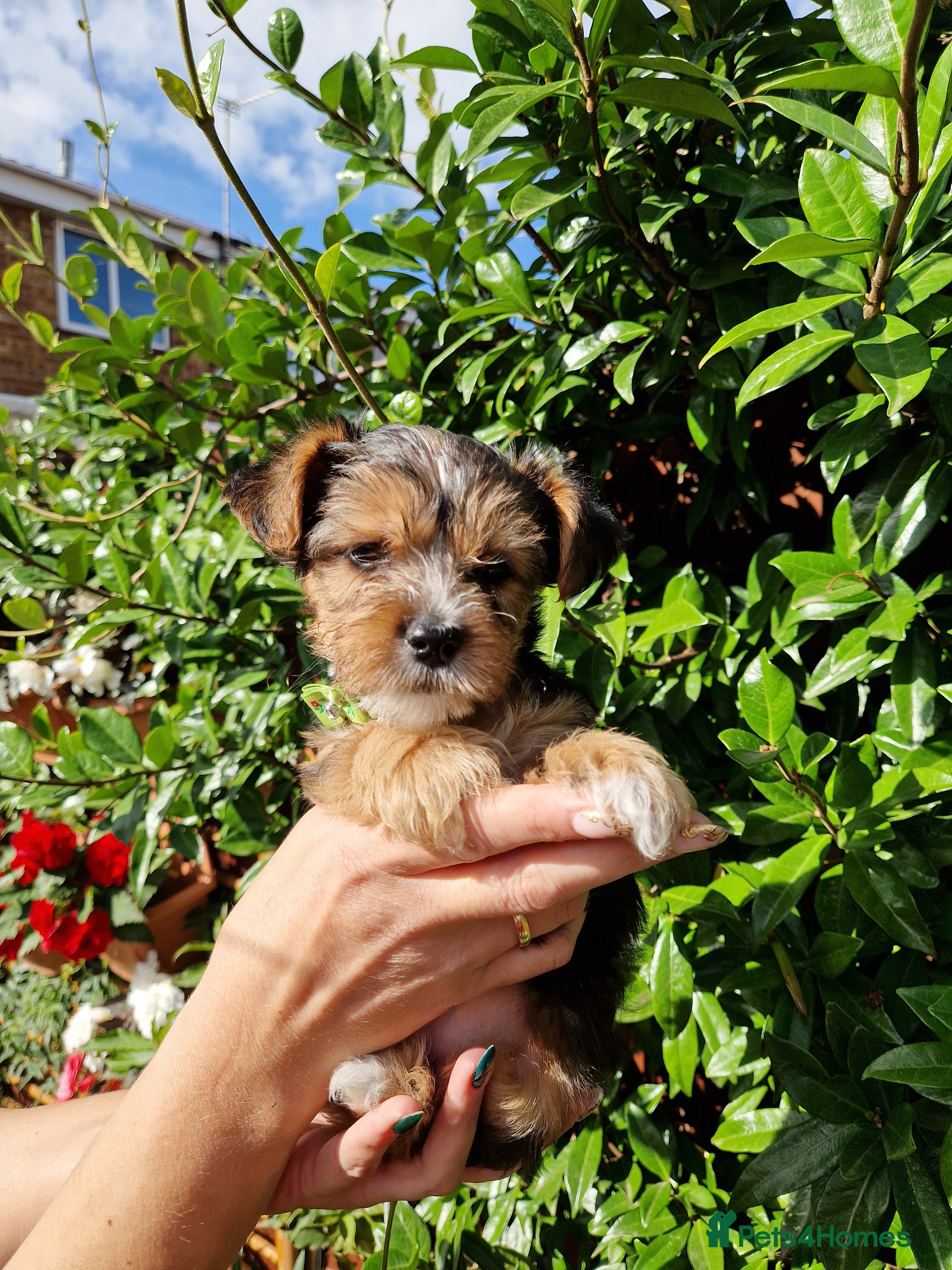 Yorkshire Terrier dogs Yorkshire Puppies for Sale - Advert 2