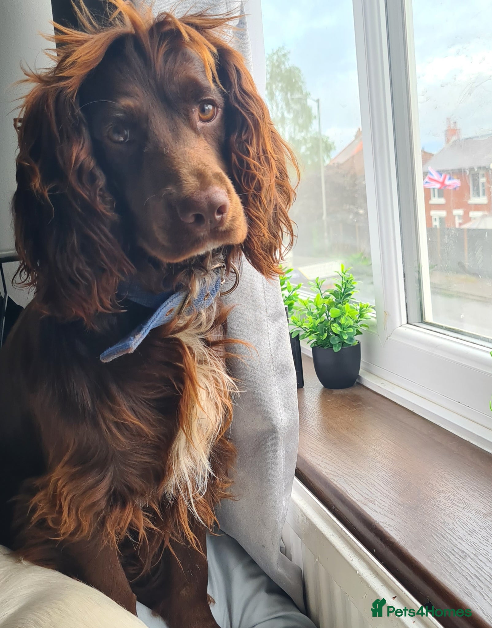 Cocker Spaniel dogs for sale: Cocker spaniel puppies due  - Advert 1