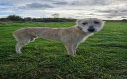 Lurcher dogs for sale: Lurcher boy for sale  - Image 1