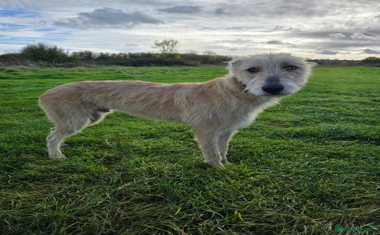Lurcher dogs - Advert 8