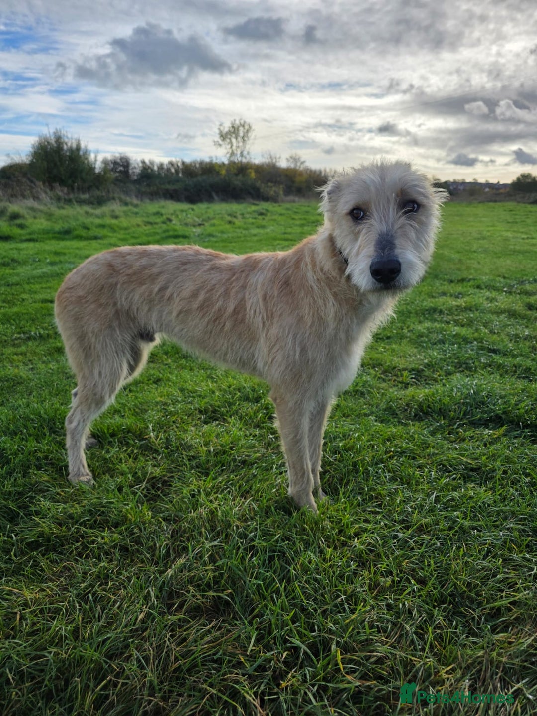 Lurcher dogs for sale: Lurcher boy for sale  - Image 1