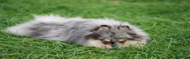 Merlin