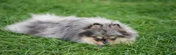 Pomeranian dogs for sale: Two adorable merle boys  - Advert 11