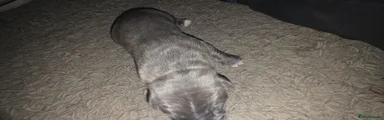No:1 Grey