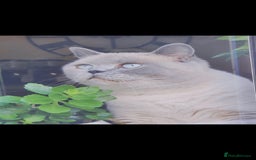 British Shorthair cats for sale: OUTSTANDING🏆PEDIGREE🎖CH SIRED in Dudley - Image 23