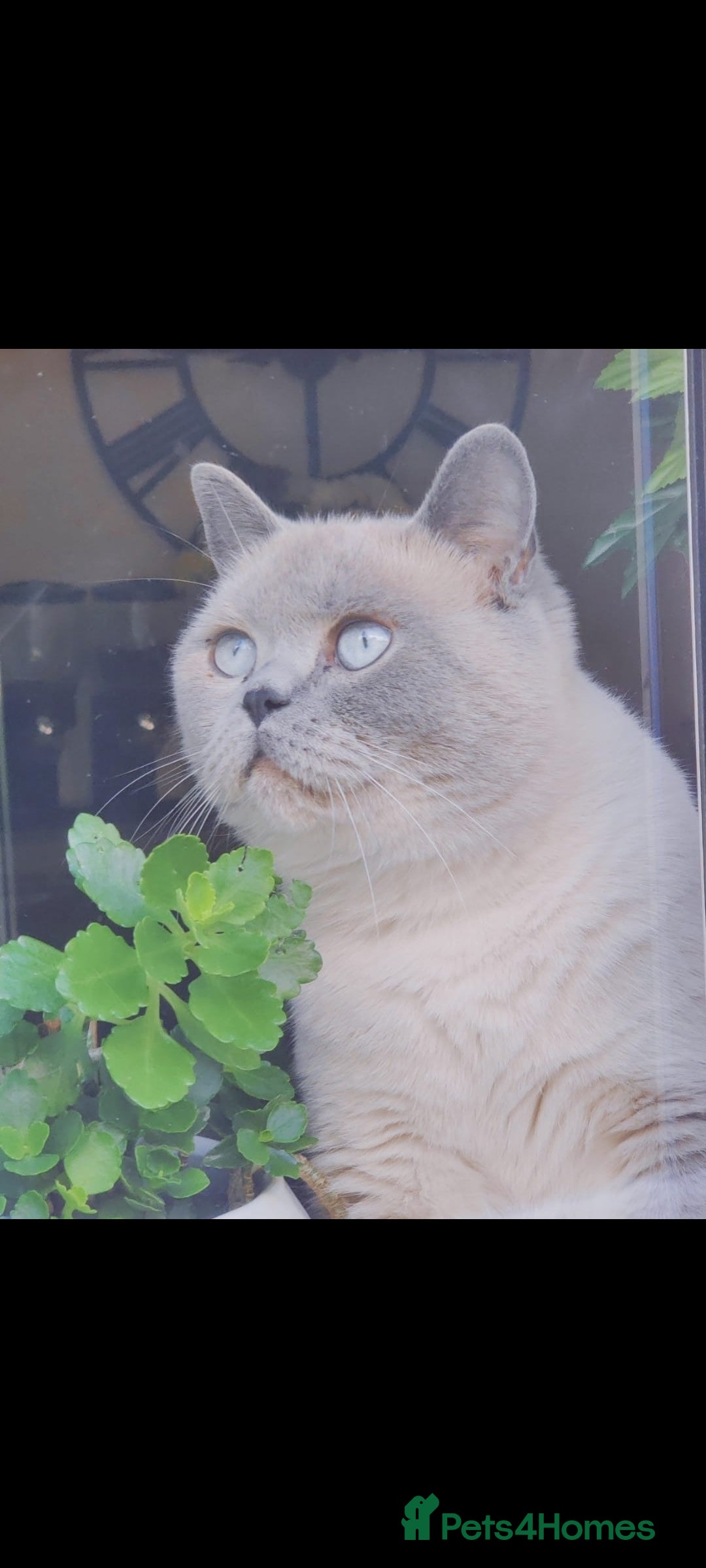 British Shorthair cats for sale: OUTSTANDING🏆PEDIGREE🎖CH SIRED in Dudley - Image 23