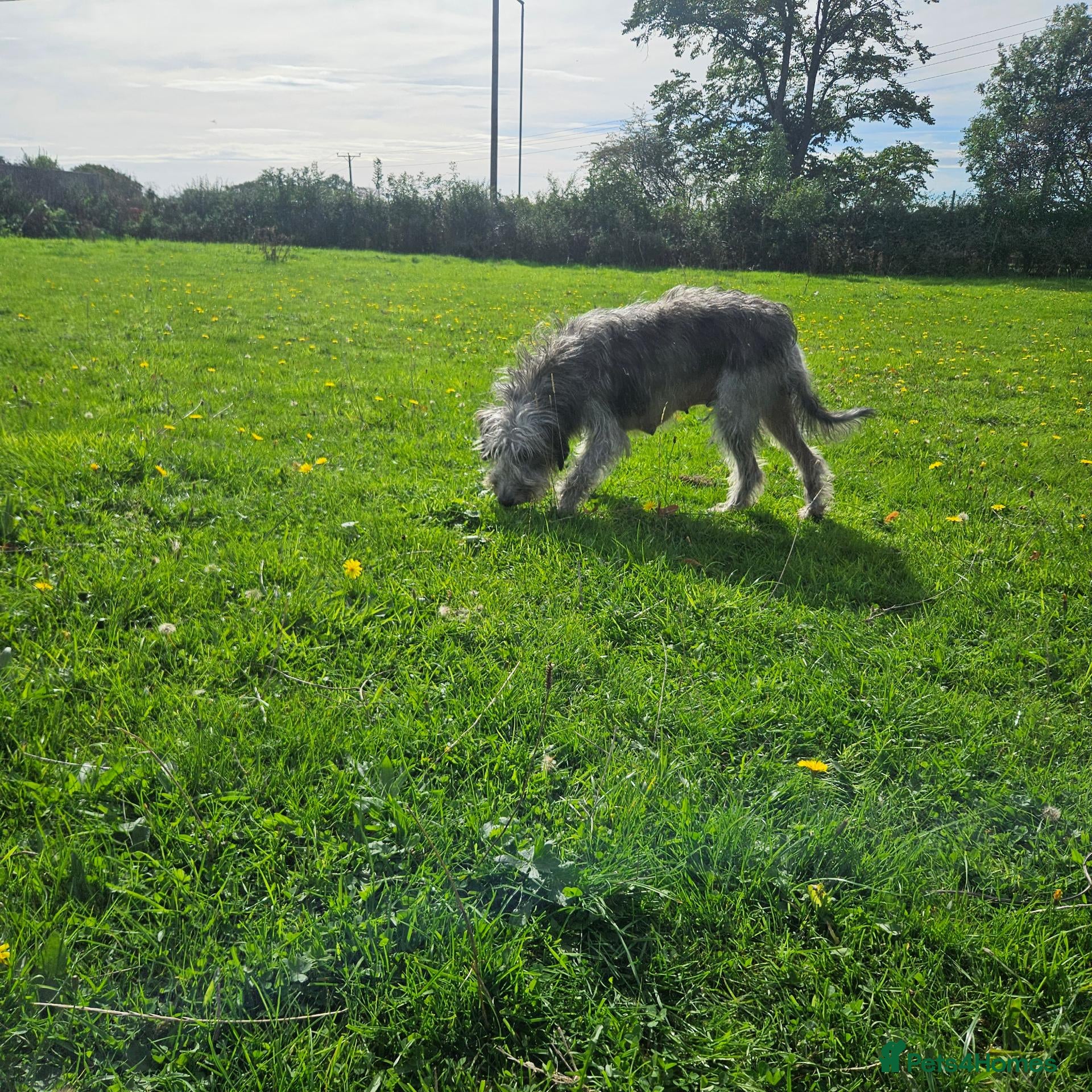 Mixed Breed dogs Bedlington whippet greyhound  - Advert 2