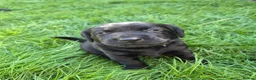 Labrador Retriever dogs for sale: Litter of 6 in Burton-on-Trent - Advert 9
