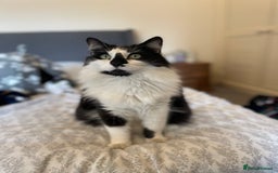 Domestic Shorthair cats for sale: Jesse - male 7 years old - Advert 9