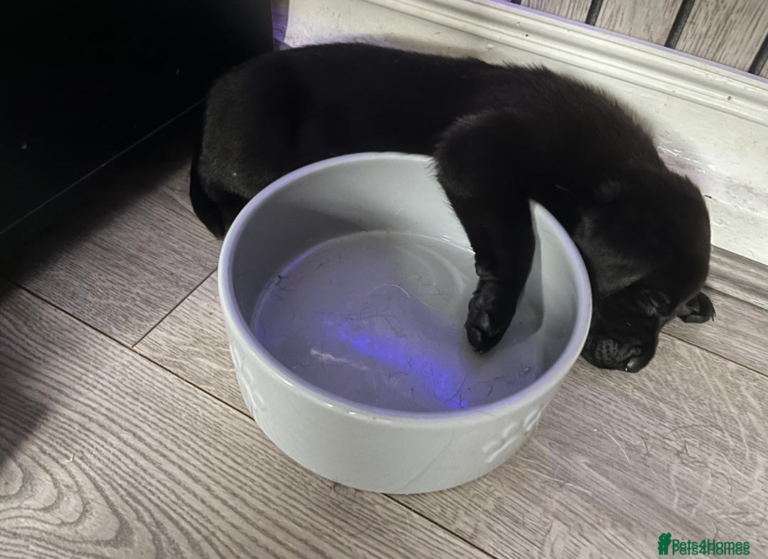 Labrador Retriever dogs for stud: PROVEN Fully health tested, KC Labrador for stud - Advert 6