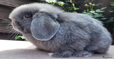 Mini Lop rabbits - Advert 3