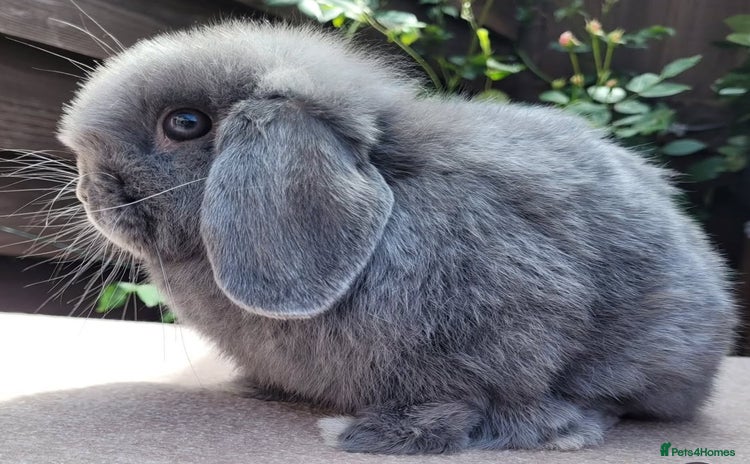 Mini Lop rabbits - Advert 10