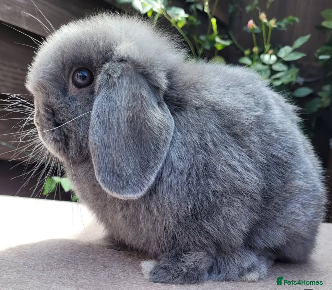 Mini Lop rabbits for sale: Stunning mini lops & bunnies available.  - Image 7
