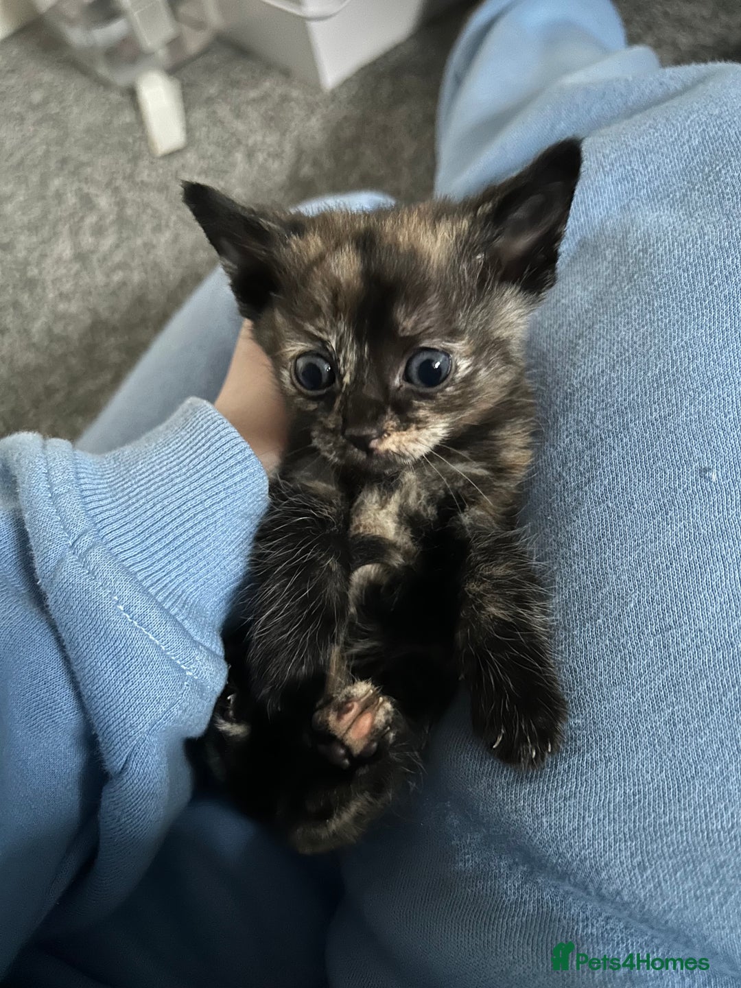 Ragdoll cats for sale: Ragdoll x Tabby Gorgeous Rare Coat Kittens - Advert 10