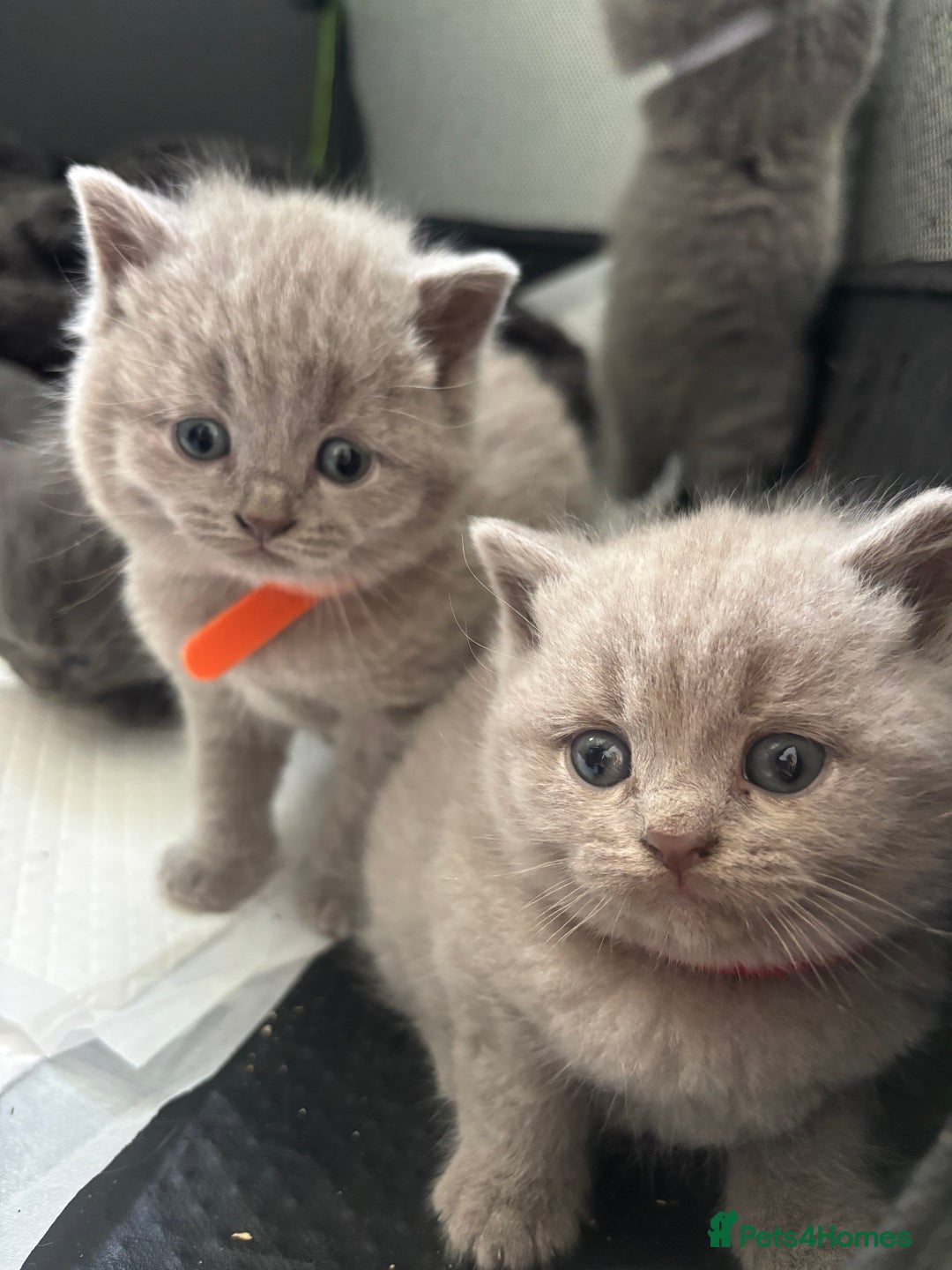 British Shorthair cats for sale: British Shorthair kittens  - Advert 19