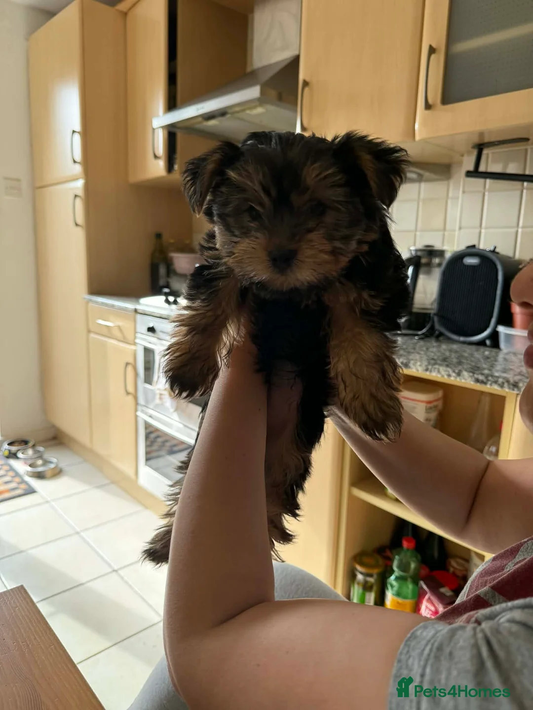 Yorkshire Terrier dogs for sale: Mini Yorkshire Terrier - Advert 2