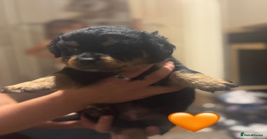 Mixed Breed dogs - Advert 10