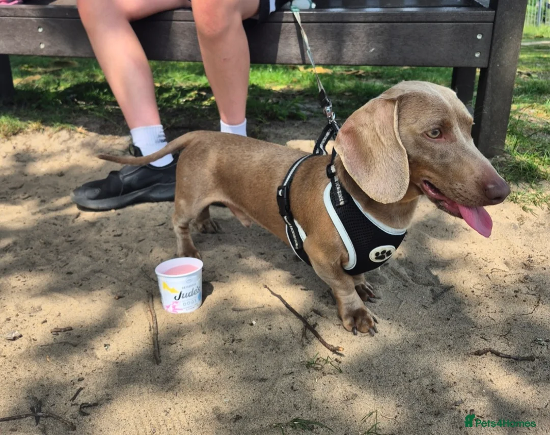 Miniature Dachshund dogs for stud: Miniature dachshund stud 5kg - Advert 8