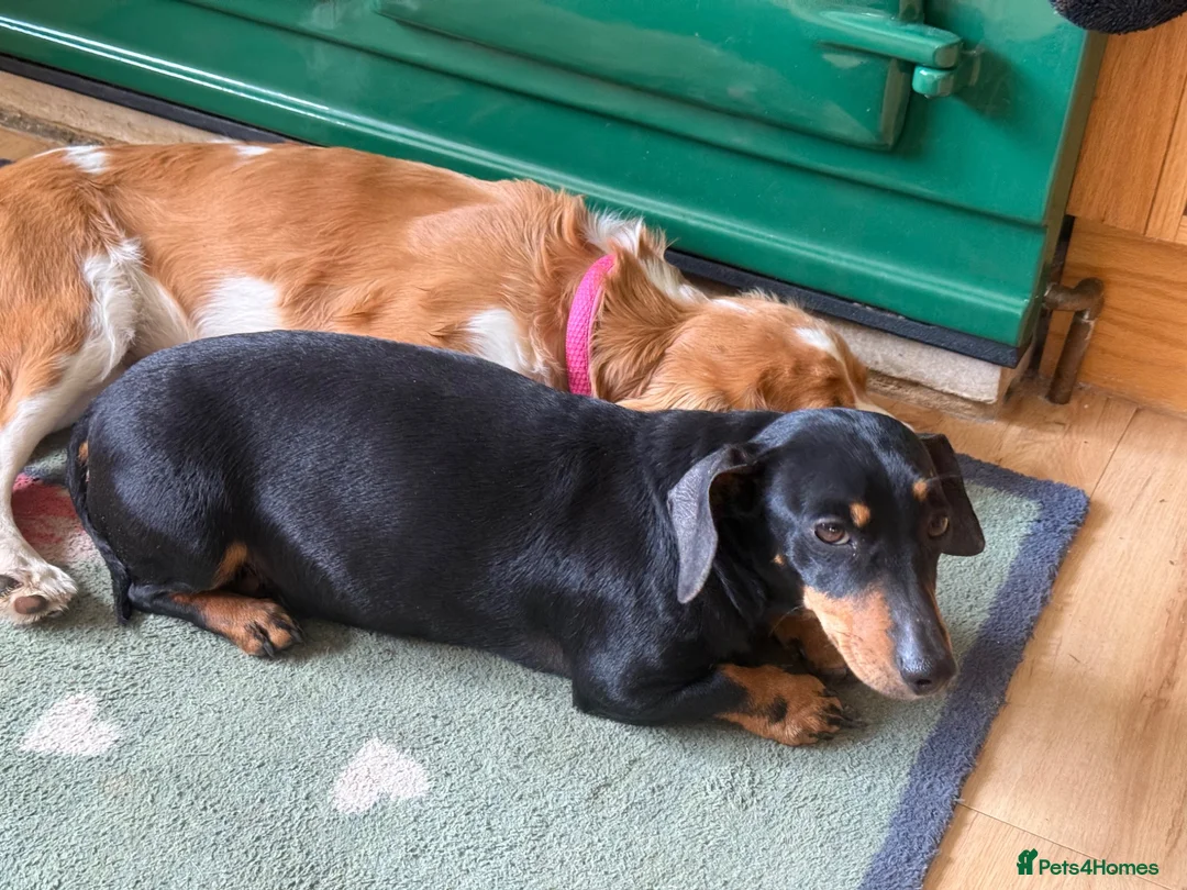 Miniature Dachshund dogs for sale: Beautiful miniature dachshund puppies - Advert 2
