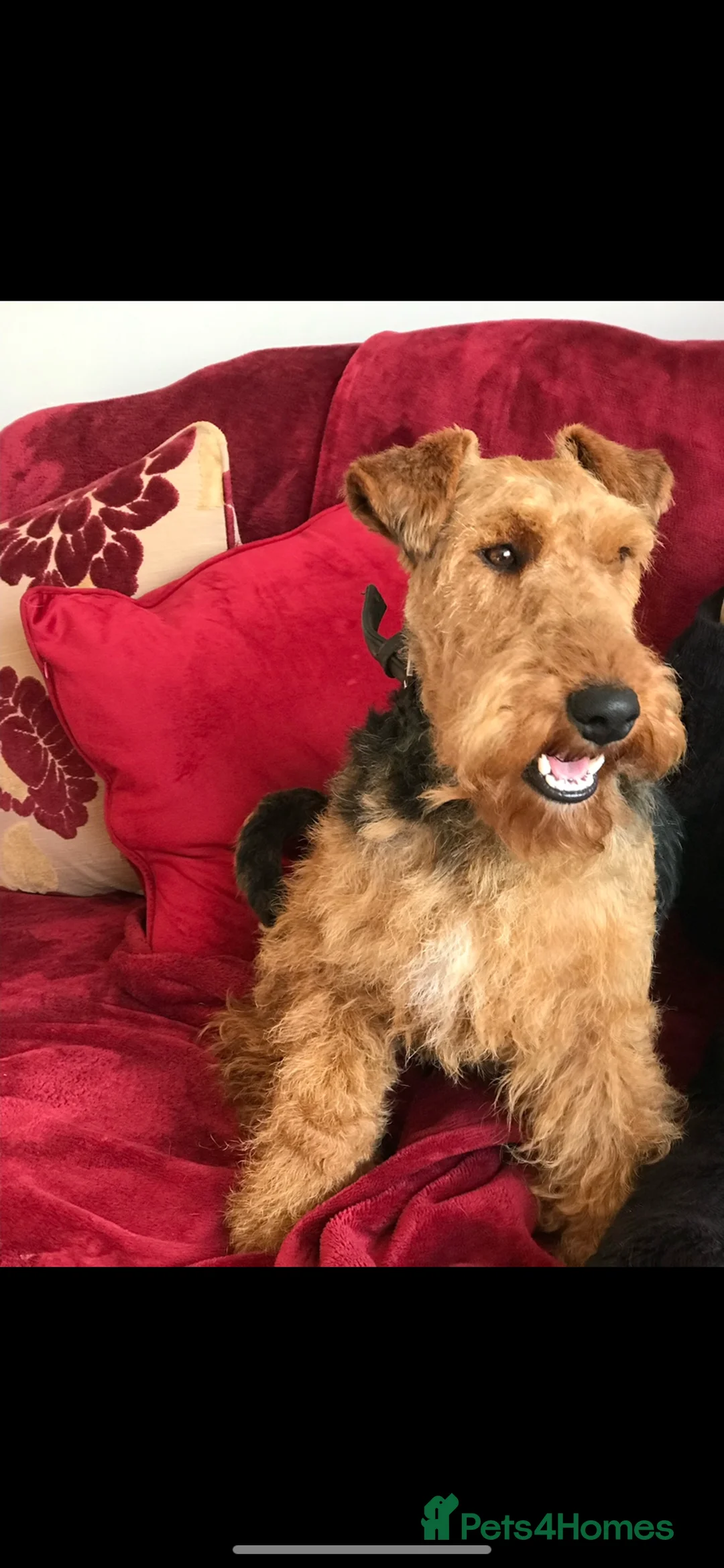 Welsh Terrier dogs for sale: PLL clear, Stunning KC reg Welsh Terrier Puppies - Advert 18