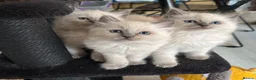 Ragdoll cats for sale: Ragkins Registered pedigree Ragdoll kittens  in Derby - Advert 26