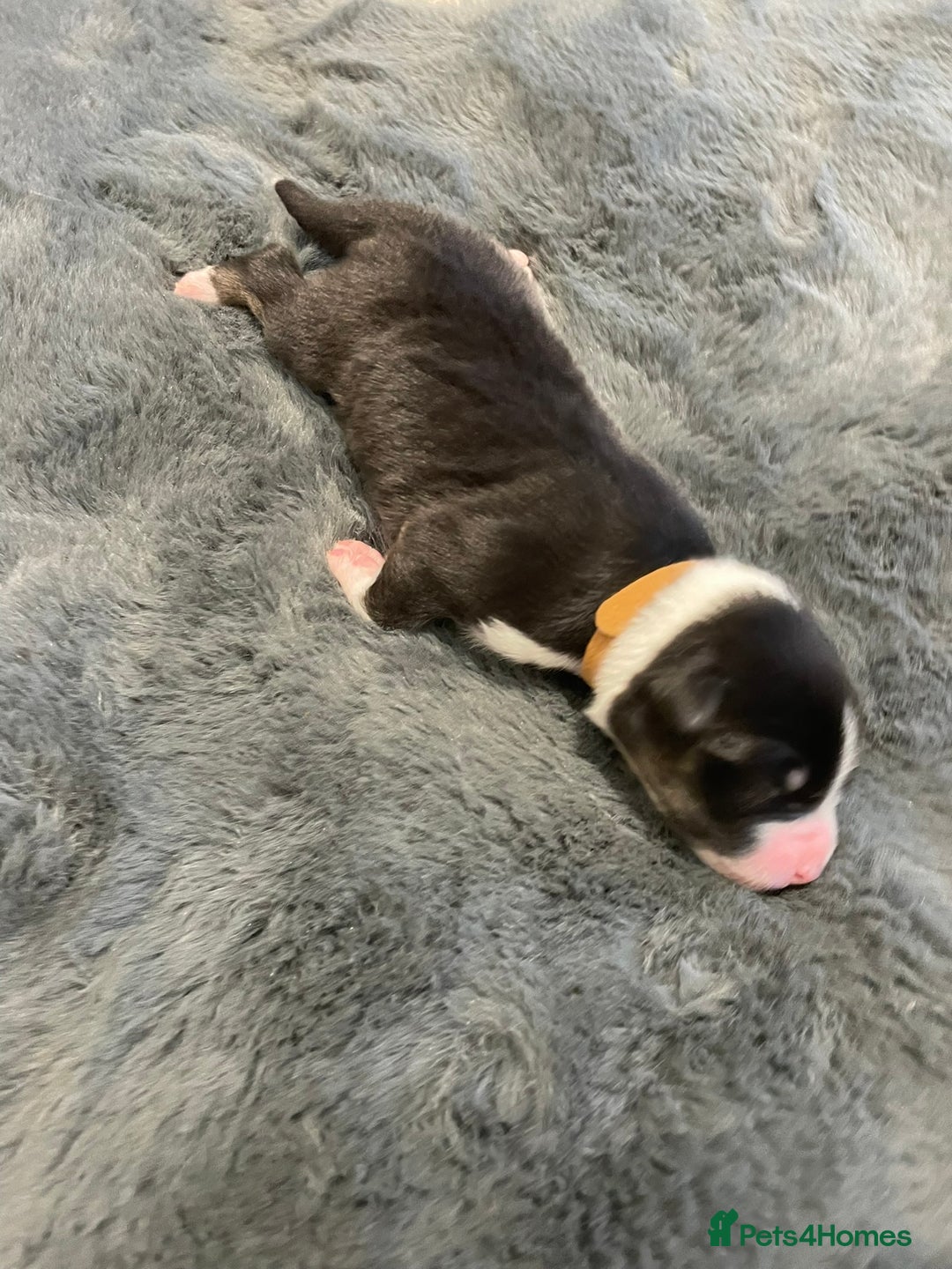 Australian Shepherd dogs for sale: Exceptional Australian Shepherd Puppies - Image 12