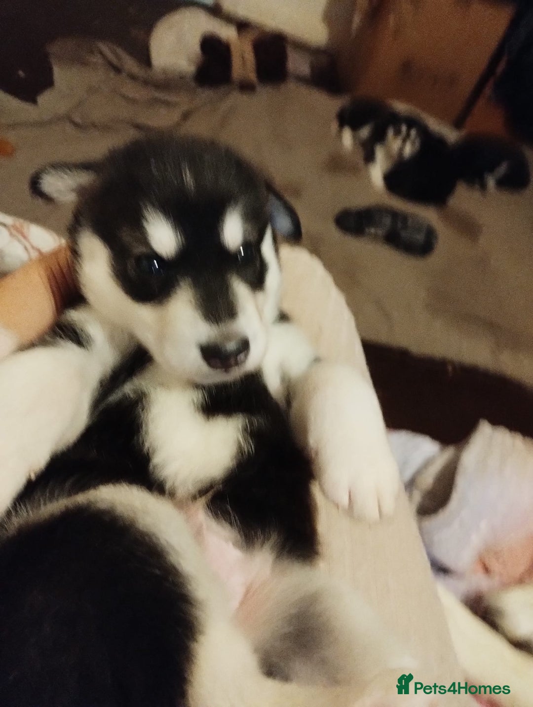 Mixed Breed dogs for sale:  Beautiful Husky x Suluki pups - Advert 20