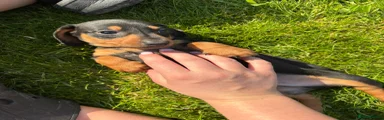 Dachshund Puppy 5