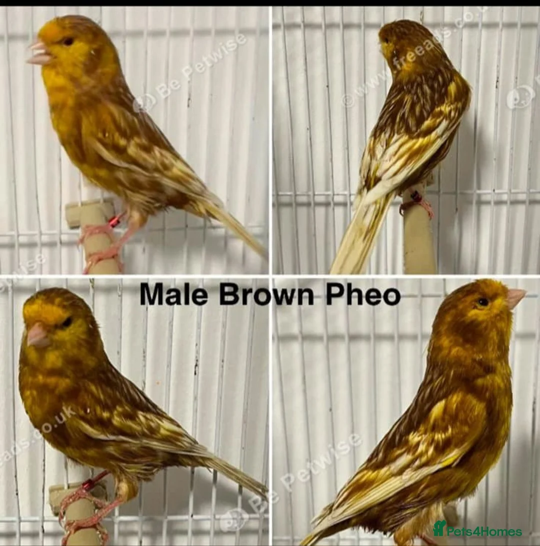 Budgerigars birds for sale: 🐦 Canaries & Finches Available  - Advert 1