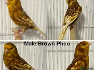 Budgerigars birds 🐦 Canaries & Finches Available - Advert 8