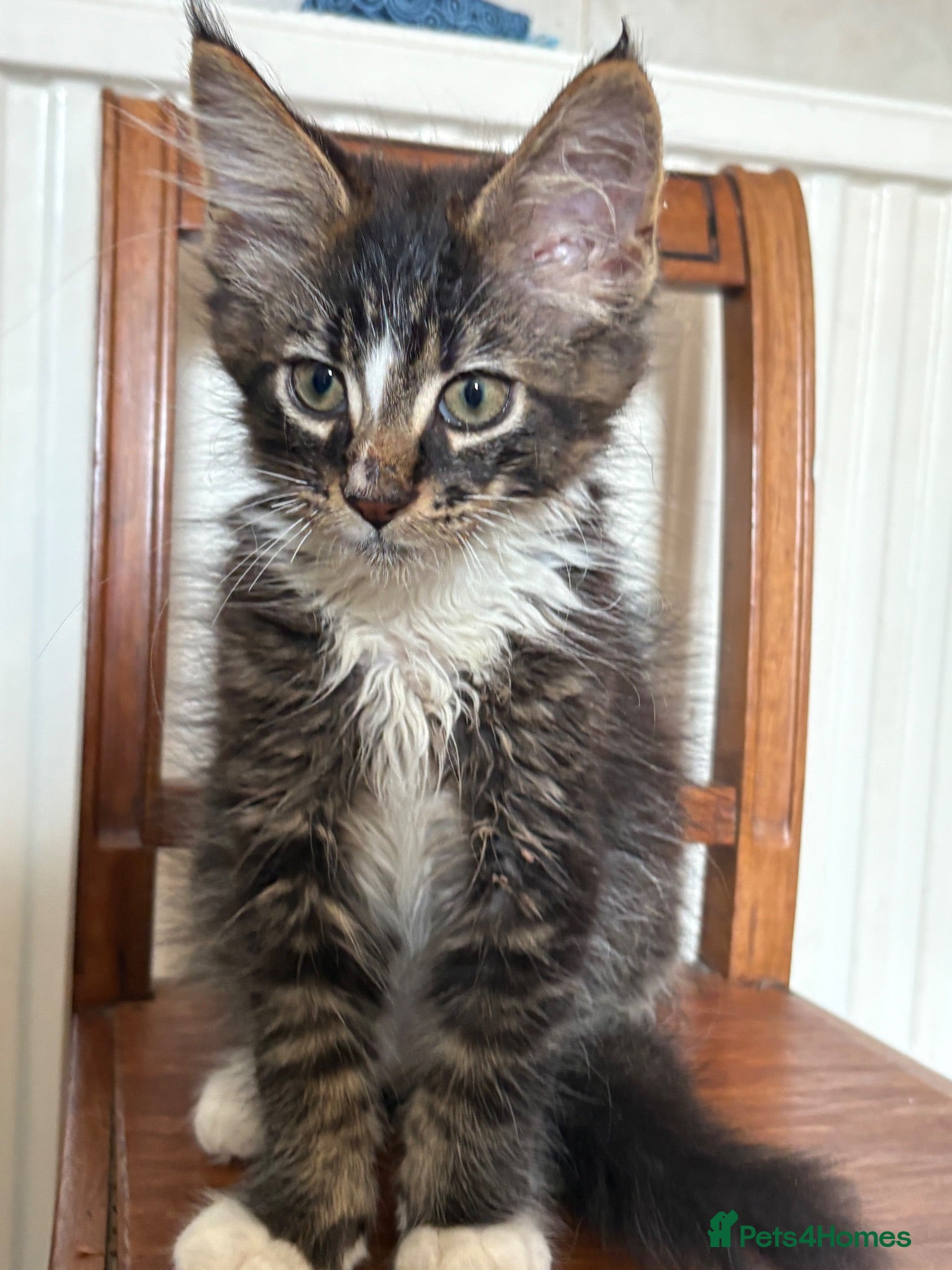 Maine Coon cats TICA Registered pedigree Maine Coon kittens - Advert 2