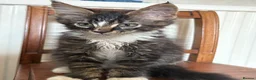 Maine Coon cats for sale: TICA Registered pedigree Maine Coon kittens - Advert 5