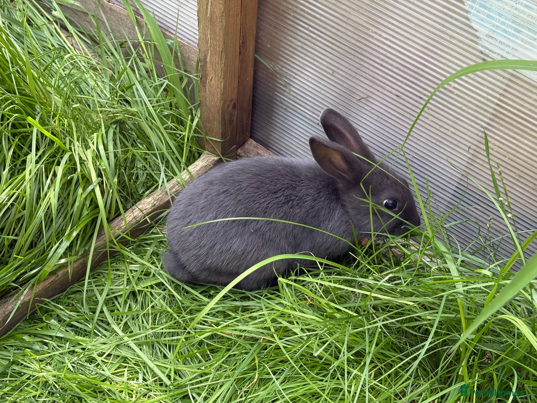 Mixed Breed rabbits for sale: Rex-lop cross bunnies only 3 left - Image 6