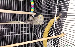 Cockatiels birds for sale: Female cockateil  - Advert 4