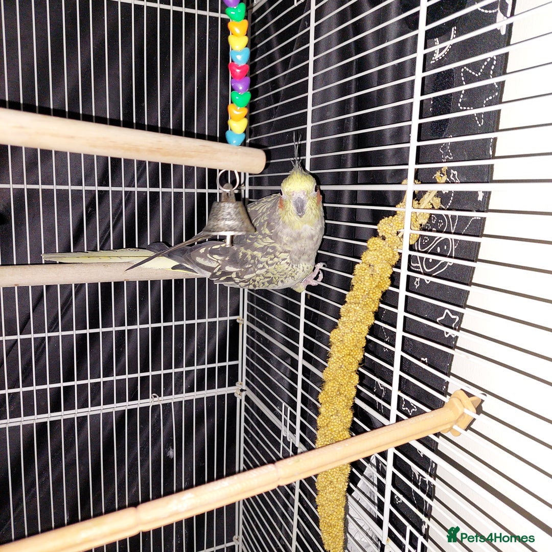 Cockatiels birds for sale: Female cockateil  - Advert 4