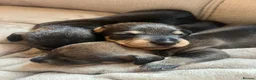 Dachshund dogs for sale: Wire-haired Dachshund Puppy for Sale in Ballater - Advert 7