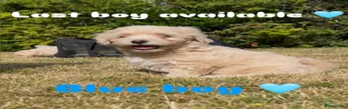 Puppy 1