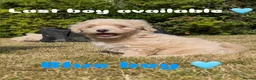 Maltipoo dogs for sale: REDUCED Korean Maltipoo puppies  - Advert 1