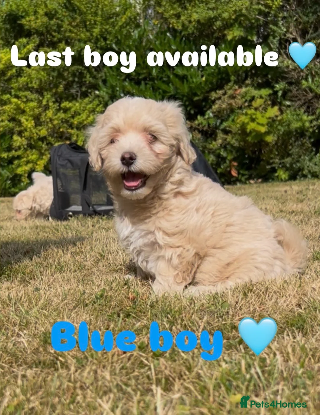 Maltipoo dogs for sale: REDUCED Korean Maltipoo puppies  - Advert 1