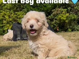 Maltipoo dogs REDUCED Korean Maltipoo puppies - Advert 1