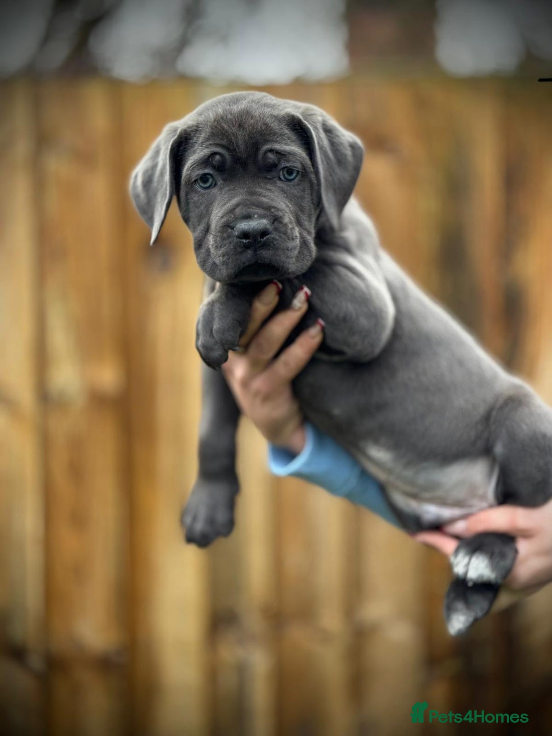 Cane Corso dogs for sale: Balestra Magica Corso IKC/FCI  - Advert 19