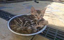 Bengal cats for sale: Show quality pure bengal kittens. - Image 10