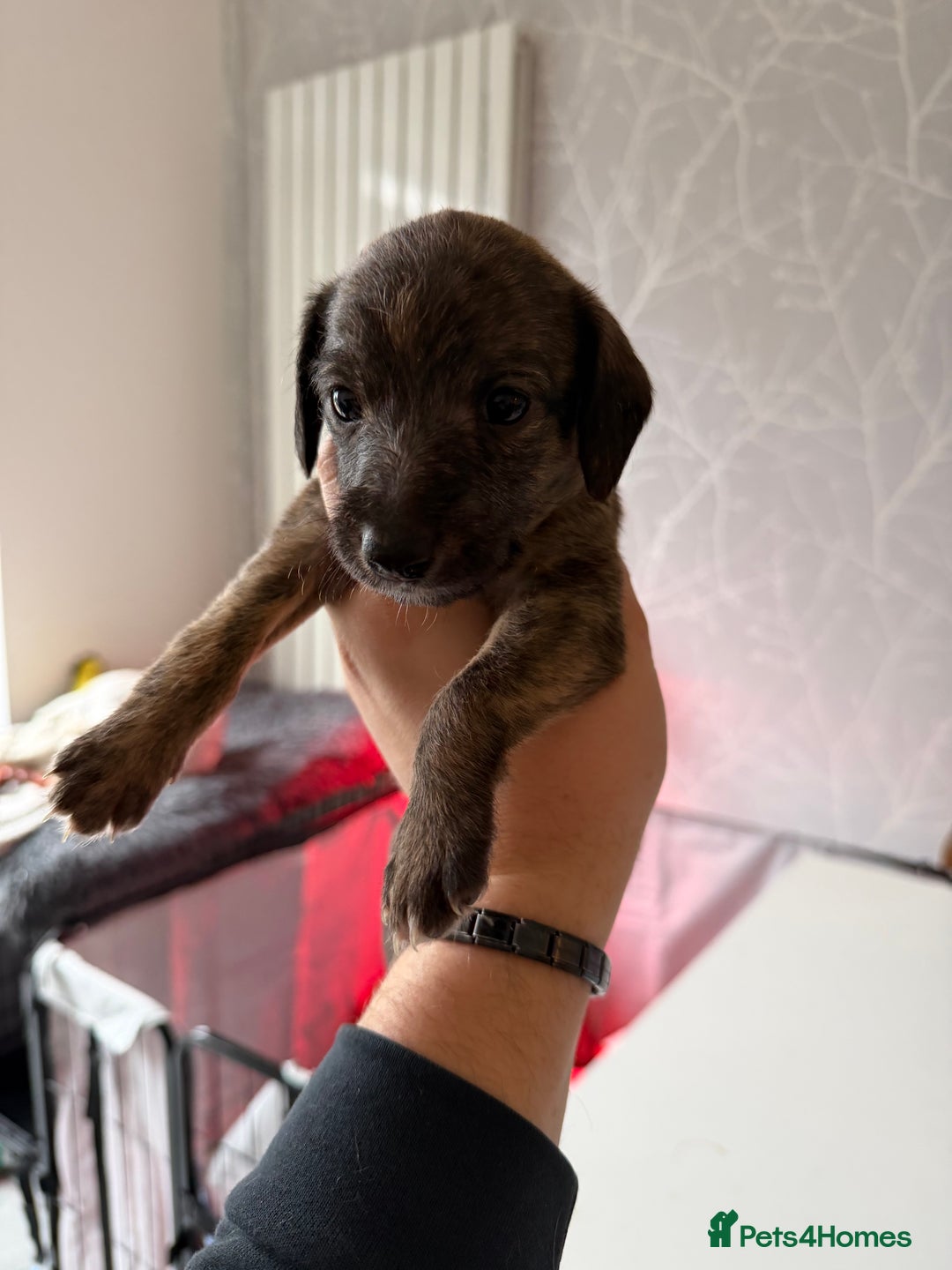 Mixed Breed dogs for sale: Bedlington x Whippet - Advert 36