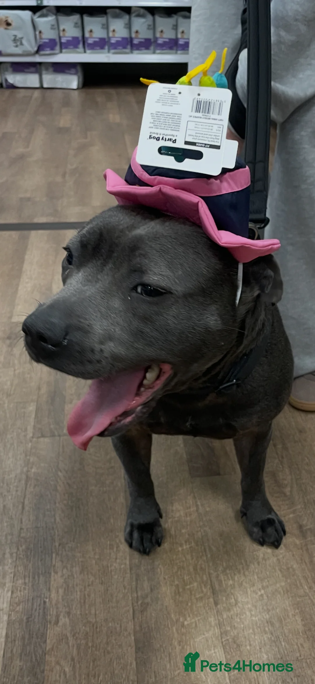 Staffordshire Bull Terrier dogs for sale: KC Staffordshire bull terrier  - Advert 2