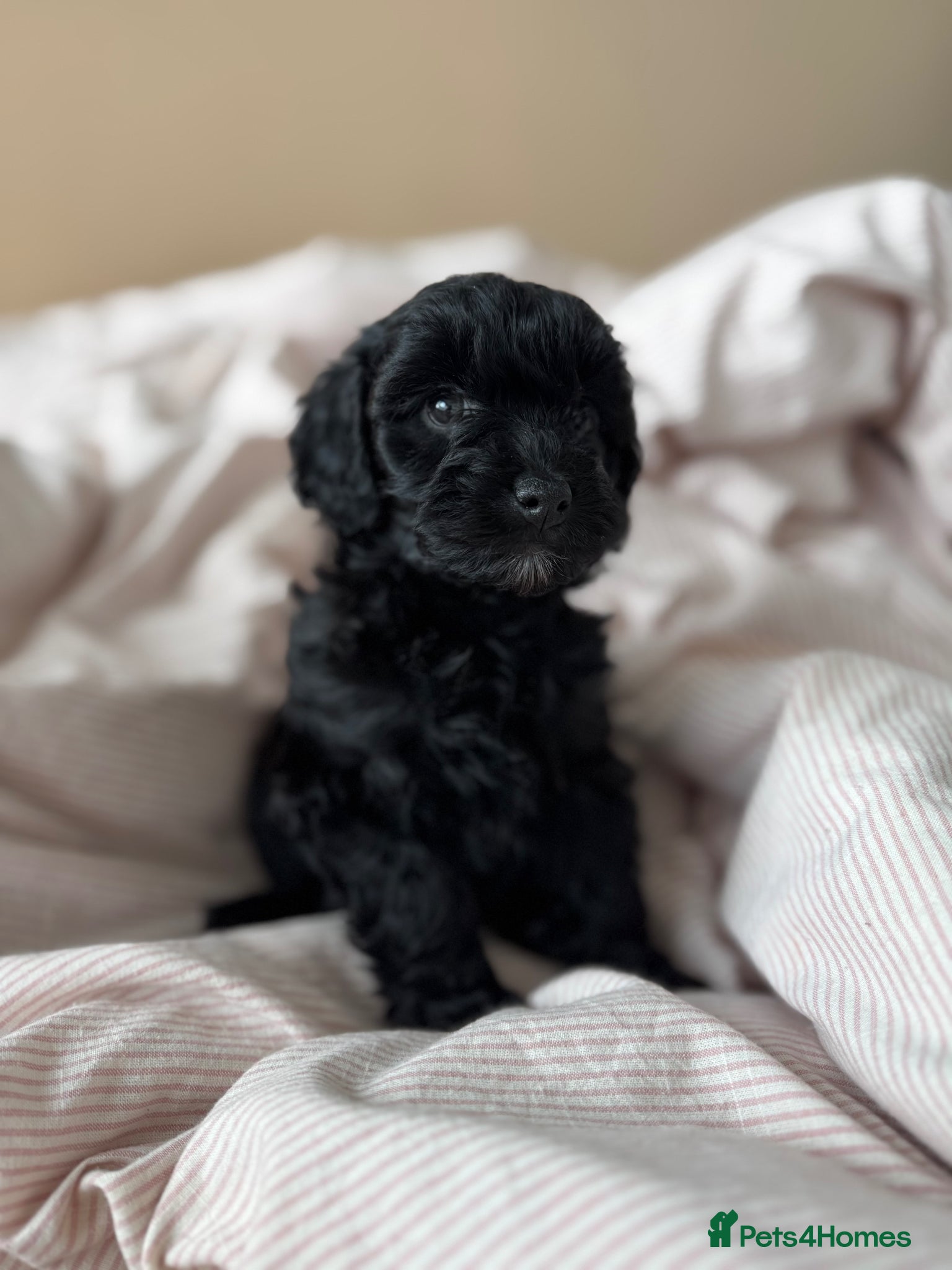 Maltipoo dogs Maltipoo Puppies - Advert 8