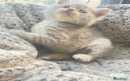 British Shorthair cats for sale: Gorgeous pure breed colour point and golden kitten - Image 28