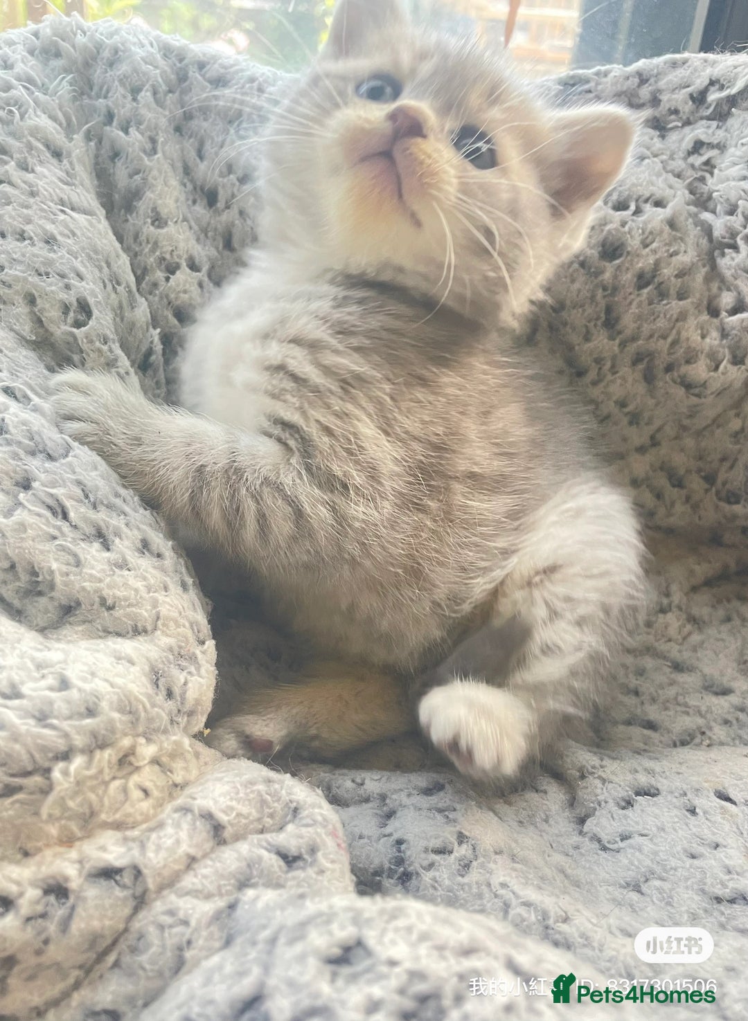 British Shorthair cats for sale: Gorgeous pure breed colour point and golden kitten - Image 28