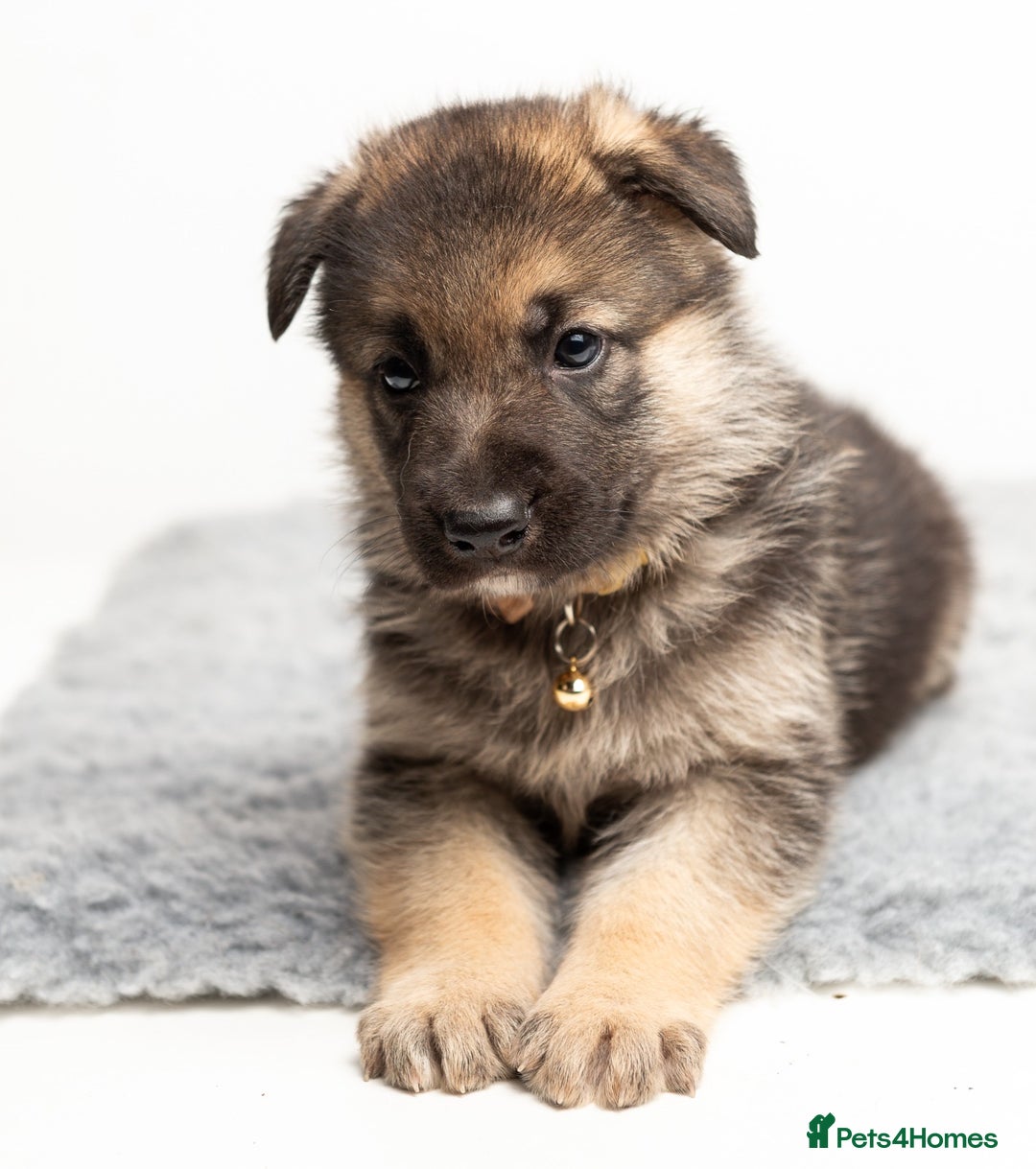 German Shepherd dogs for stud: PROVEN BIG BONED GERMAN SHEPHERD FOR STUD  in Romford - Image 27